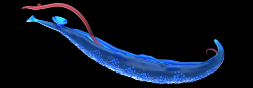 Penile Läsionen penibel abklären