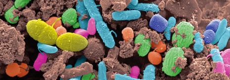 Typ-1-Diabetes: Betazellen durch Stuhltransplantation erhalten?