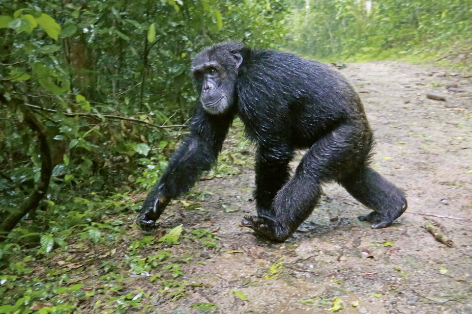 Abb. 1–3: Die Schimpansen im Kibale-Nationalpark sind an Besucher:innen gewöhnt: Bei geführten Trackingtouren können Urlauber:innen die Tiere in ihrer natürlichen Umgebung beobachten.