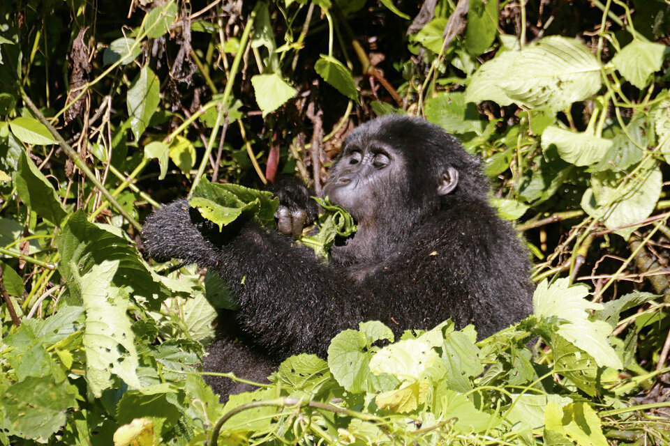 Abb. 6: Berggorillas sind Vegetarier und ernähren sich vorwiegend von Blättern.