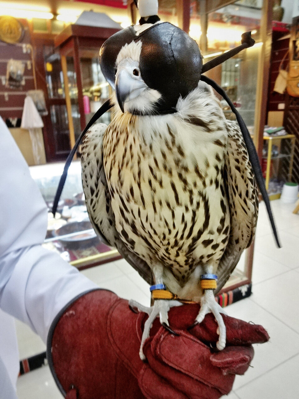 Falcon Souq von Doha – der Durchschnittspreis eines ausgebildeten Jagdfalken liegt bei 30.000 Euro.
