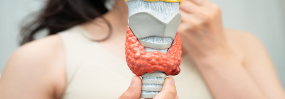 Die Patientin erhält einen Termin für eine Sonografie der Schilddrüse und eine Laboruntersuchung zur TSH-, fT3- und fT4-Bestimmung. Da Vorsorgeuntersuchungen sicher schon länger als drei Jahre zurückliegen, wird dies mit einem Check-up, einem Hautkrebs- und einem Hepatitisscreening verbunden.