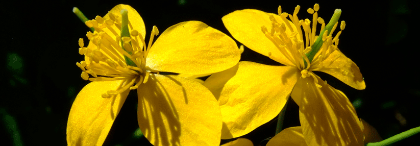 Schöllkraut (Chelidonium majus flores).