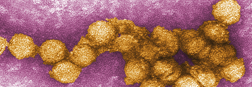 Das West-Nil-Virus wurde in Deutschland u.a. in Meisen und Amseln gefunden.
