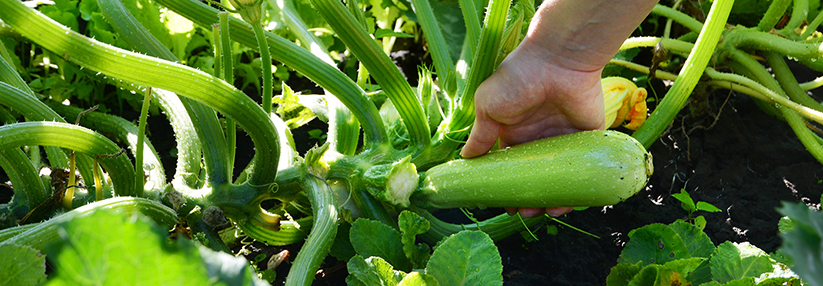 Bitterer Geschmack in Zucchini oder anderen Kürbisgewächsen kann ein Indikator für Cucurbitacine sein.
