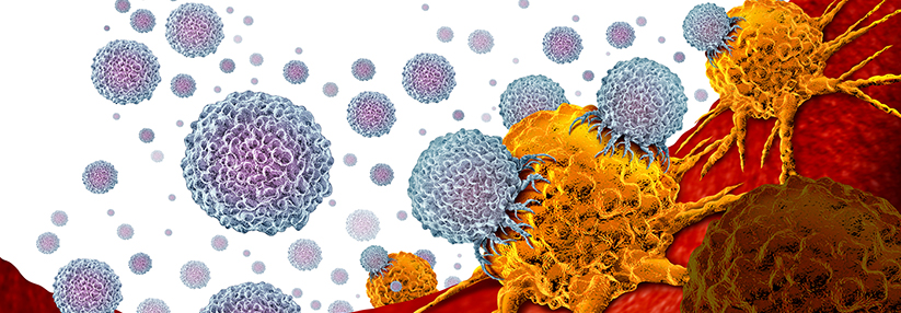 Die Antikörper modulieren die Immunantwort, sodass die körpereigene Abwehr auch Tumorzellen bekämpft. 