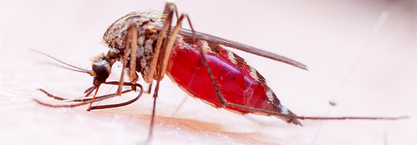 Seit einigen Jahren findet man in Deutschland immer häufiger Zecken- oder Mückenarten, die als potenzielle Überträger tropischer Fiebererkrankungen Sorge bereiten.