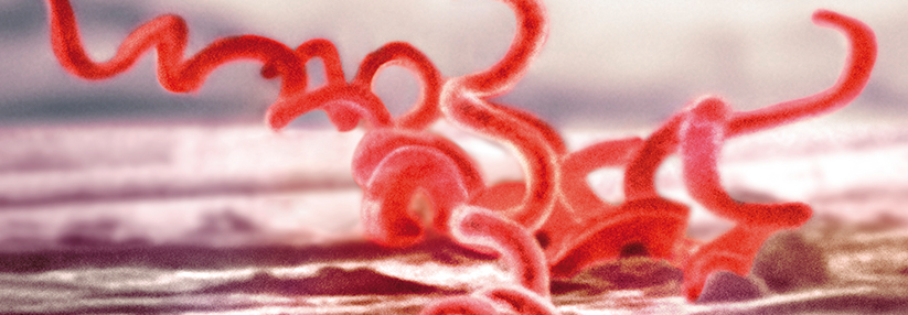 Das schraubenförmig gewundene Bakterium Treponema pallidum ist der Verursacher der Syphilis.