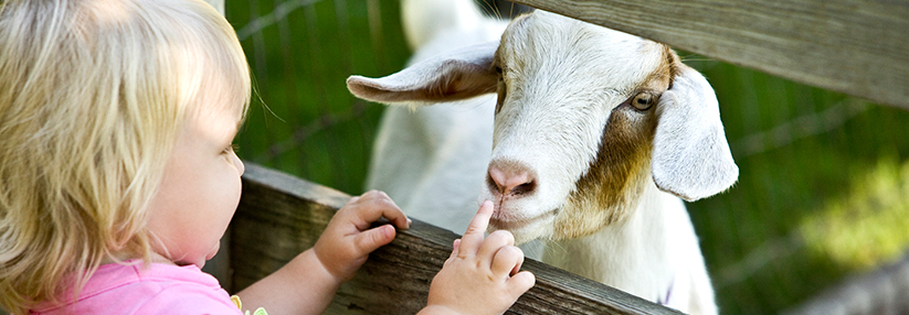 Schafen, Ziegen und Kühen gehören zum Hauptreservoir des Q-Fieber-Erregers, während Zecken die Vektoren darstellen. 