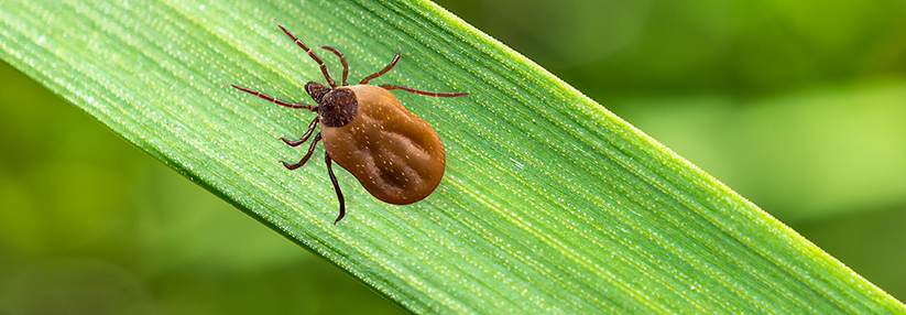 Nach einer Borreliose kann es zu einer „chronischen“ Lymearthritis kommen.