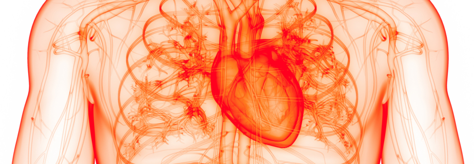 Die Untersuchung zeigte, dass eine frühe intensive Rhythmuskontrolle das Auftreten schwerer kardiovaskulärer Ereignisse signifikant reduziert.