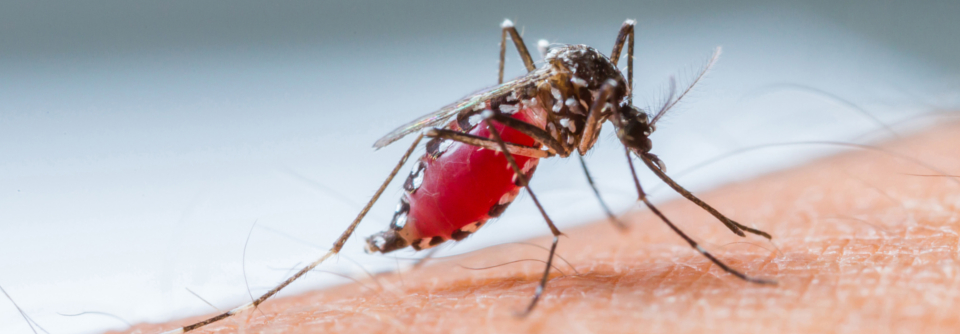 Verursacht wird die sogenannte Flughafen-Malaria durch den Import infizierter Stechmücken – so z.B. 2019 in Frankfurt oder 2020 in Kampenhout. 