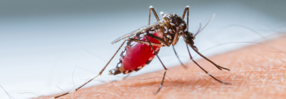 Malaria bei unklarem Fieber auch hierzulande in Betracht ziehen! Verursacht wird die sogenannte Flughafen-Malaria durch den Import infizierter Stechmücken – so z.B. 2019 in Frankfurt oder 2020 in Kampenhout.