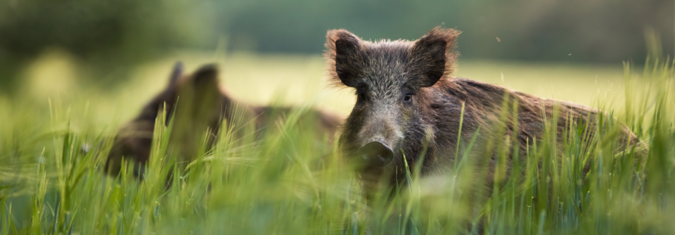 Als wichtigste Wirte für die HEV-Genotypen 3 und 4 gelten Haus- und Wildschweine sowie der Mensch.