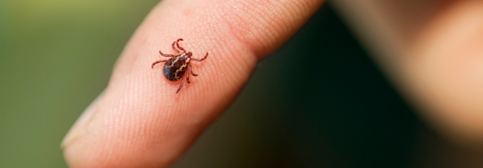 Borrelien halten sich am liebsten im Gewebe auf – und so ist es nahezu unmöglich, sie bei einem Infizierten in Blut oder Liquor aufzuspüren.