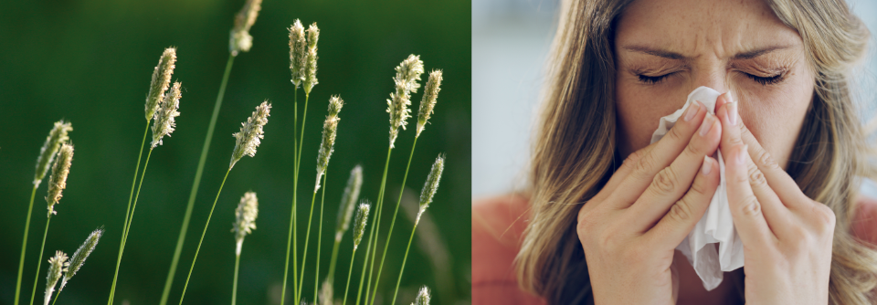 Bei der durch Gräserpollen bedingten Allergie sind 60 bis 80 Prozent der Sensibilisierungen auf das Allergen Phl 5 des Lieschgraspollens (Phleum pratense) zurückzuführen. (Argenturfoto)