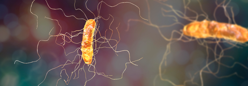 Clostridioides difficile dauerhaft fernhalten mit Firmicutes-Sporen? Die zugeführten Firmicutes-Bakterien waren bereits eine Woche nach Therapiebeginn nachweisbar und blieben es bis Woche 8.