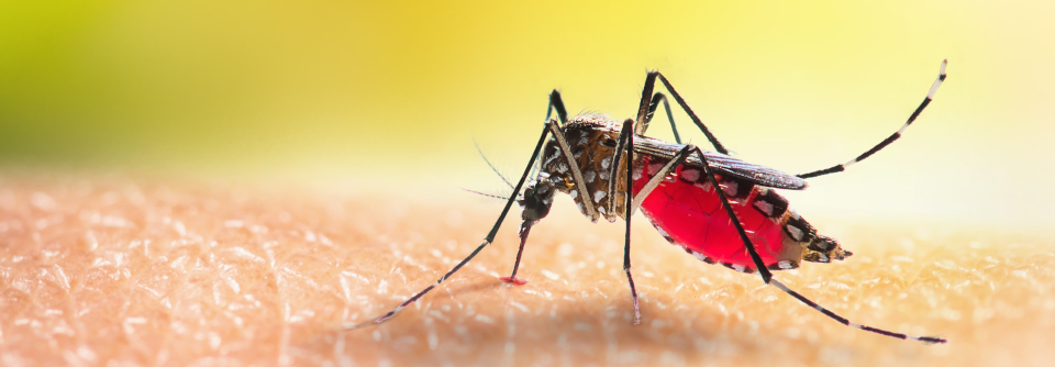 Malaria: Schnelltest reicht nicht für die Diagnose Ist zunächst unklar, welcher Erreger die Malaria verursacht, rät der Experte zu einer Behandlung auf Malaria tropica.