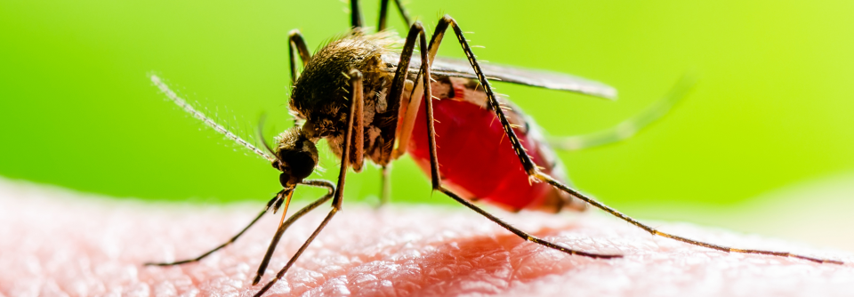 Die Zika- und Dengue-Viren veränderten den Geruch von Infizierten. Und zwar so, dass sich Mücken davon angezogen fühlen.