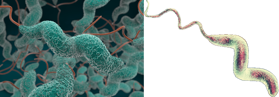 Das 0,5 bis 5 µm lange gramnegative Bakterium Campylobacter jejuni tritt beim Menschen vor allem mit Durchfallerkrankungen in Erscheinung.