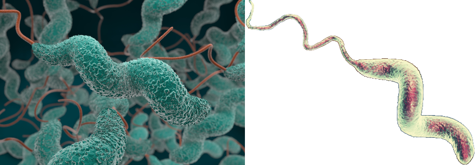Campylobacter stört den Darm langfristig Das 0,5 bis 5 µm lange gramnegative Bakterium Campylobacter jejuni tritt beim Menschen vor allem mit Durchfallerkrankungen in Erscheinung.
