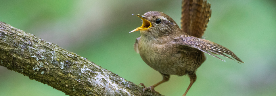 Lauschten die Studienteilnehmer Vogelgezwitscher, waren sie anschließend deutlich weniger ängstlich und paranoid.