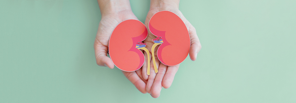 SGLT2-Inhibitoren: Die Niere profitiert – auch ohne Diabetes Um die Nieren zu schützen, sollten SGLT2-Inhibitoren strategisch eingesetzt werden.
