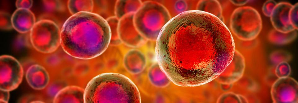 Forschende des Universitätsklinikums Ulm 
haben mit Hilfe von Stammzellen erstmals die Modellierung der Embryonalentwicklung des Pankreas in einem In-vitro-System erreicht. 