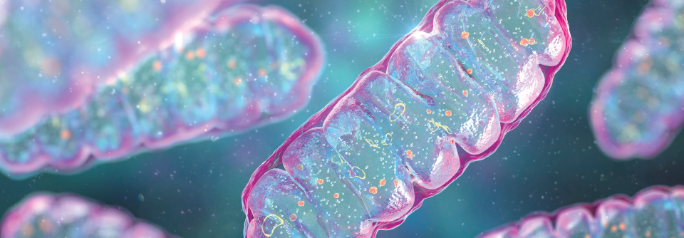 Die Mitochondrien funktionieren bei HFpEF schlechter.