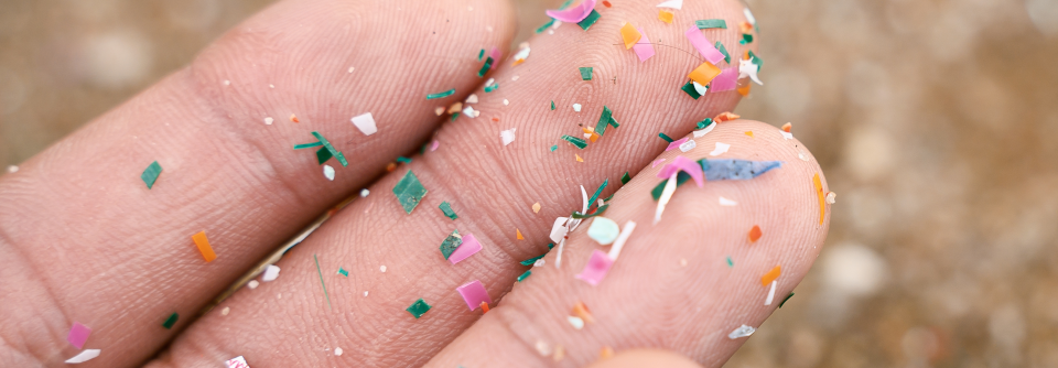 Sie gehen aufgrund ihrer Ergebnisse davon aus, dass Mikroplastik im Herz akkumulieren und persistieren kann. 