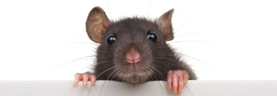 In der normalen Oralflora von gesunden Ratten und anderen Nagern können humanpathogene Streptobazillen lauern.