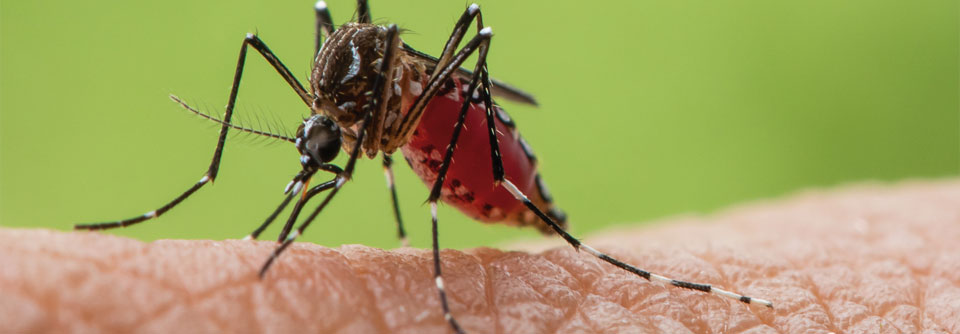 Aedes aegypti gilt als Hauptvektor für Arbovirosen. Die Stechmücke kann u. a. Dengue-, Gelbfieber-, Zika- und Chikungunya-Viren übertragen.
