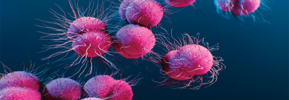 Gonokokken sind neuerdings unempfindlich gegen bis zu fünf verschiedene Antibiotika gleichzeitig.