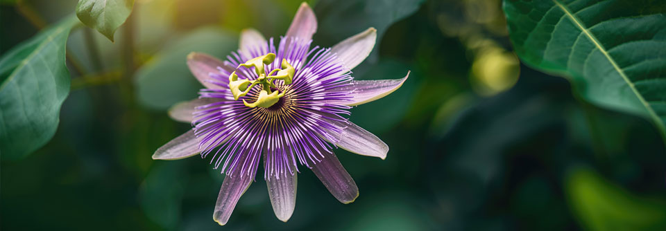 Passionsblumenkraut wird bei nervöser Unruhe, Schlafstörungen und Angstzuständen eingesetzt.